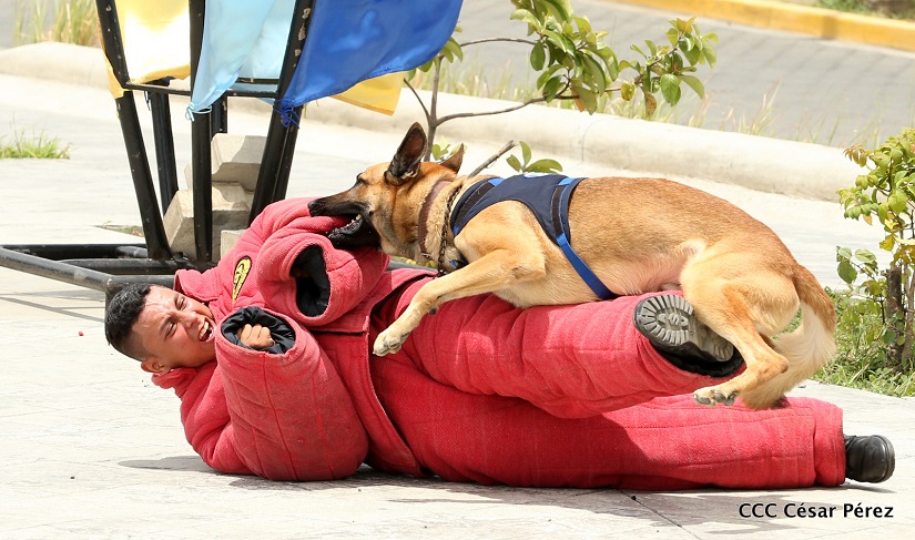 CANINA1